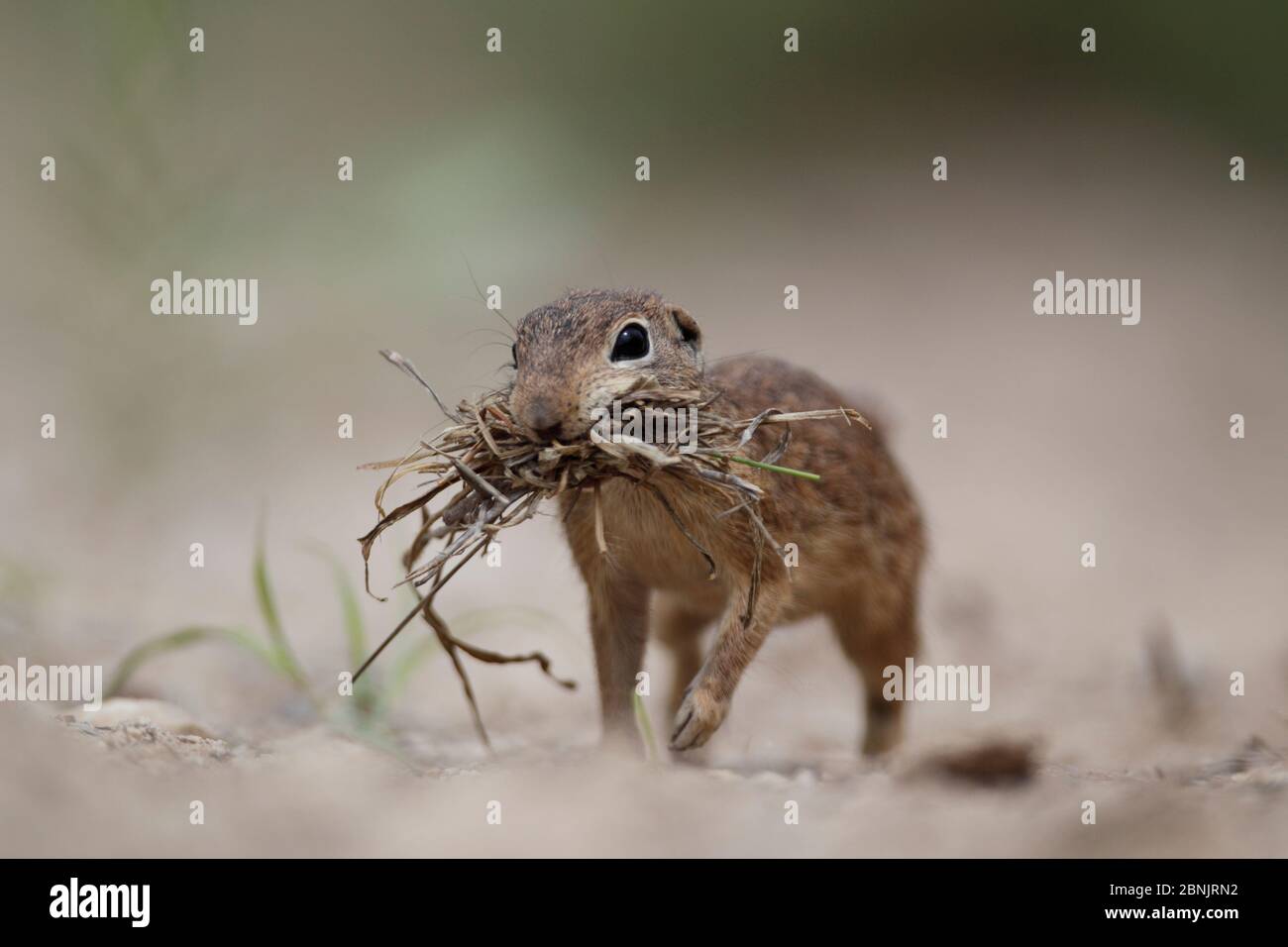 Spotted ground squirrel (Spermophilus spilosoma) gathering grass for nest, South Texas, USA