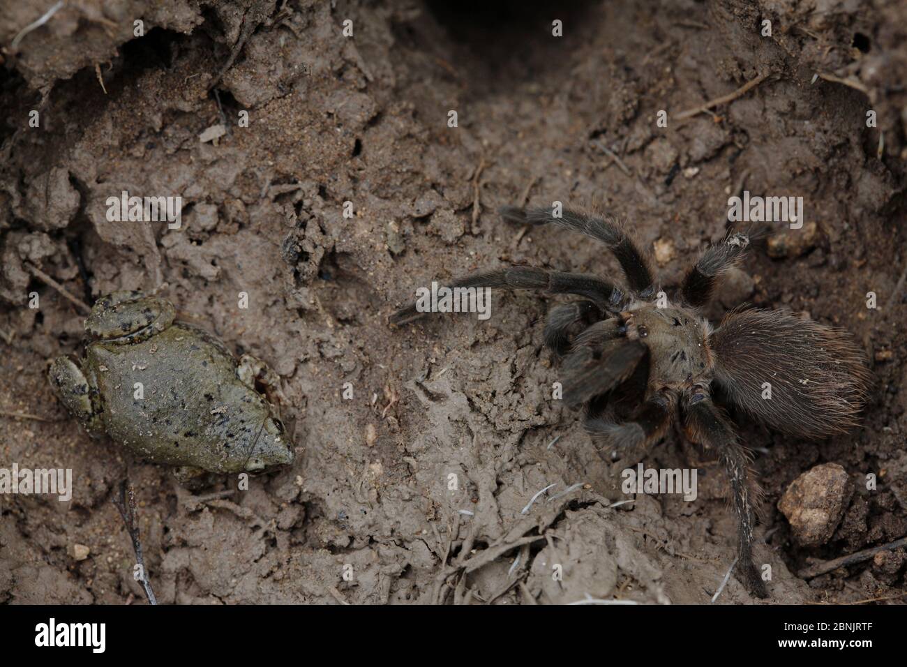 Great plains narrowmouth toad (Gastrophryne olivacea) and Tarantula (Aphonopelma sp) sharing  shelter under a rock, South Texas, USA, April. Stock Photo