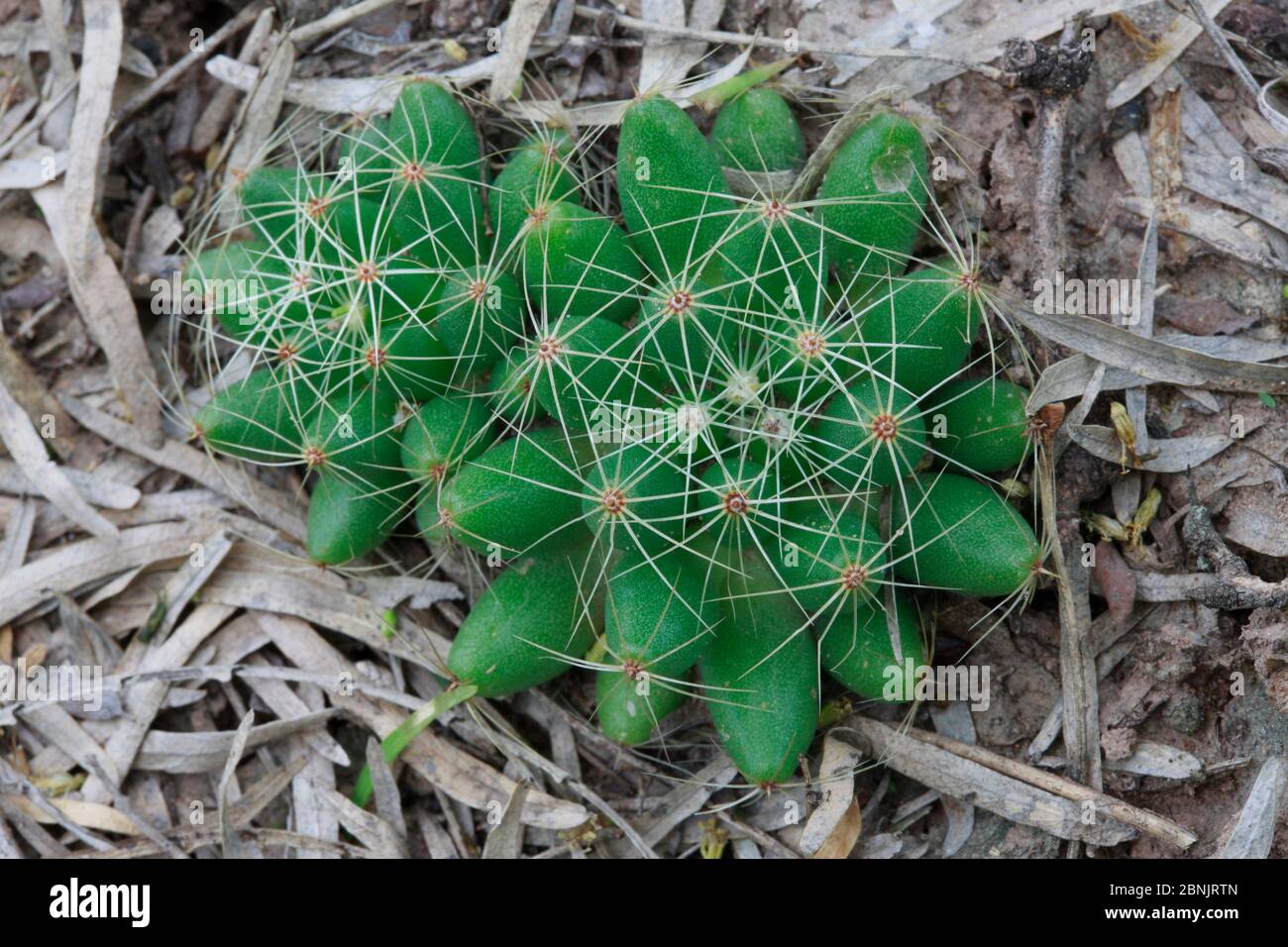 Mammillaria longimamma hi-res stock photography and images - Alamy