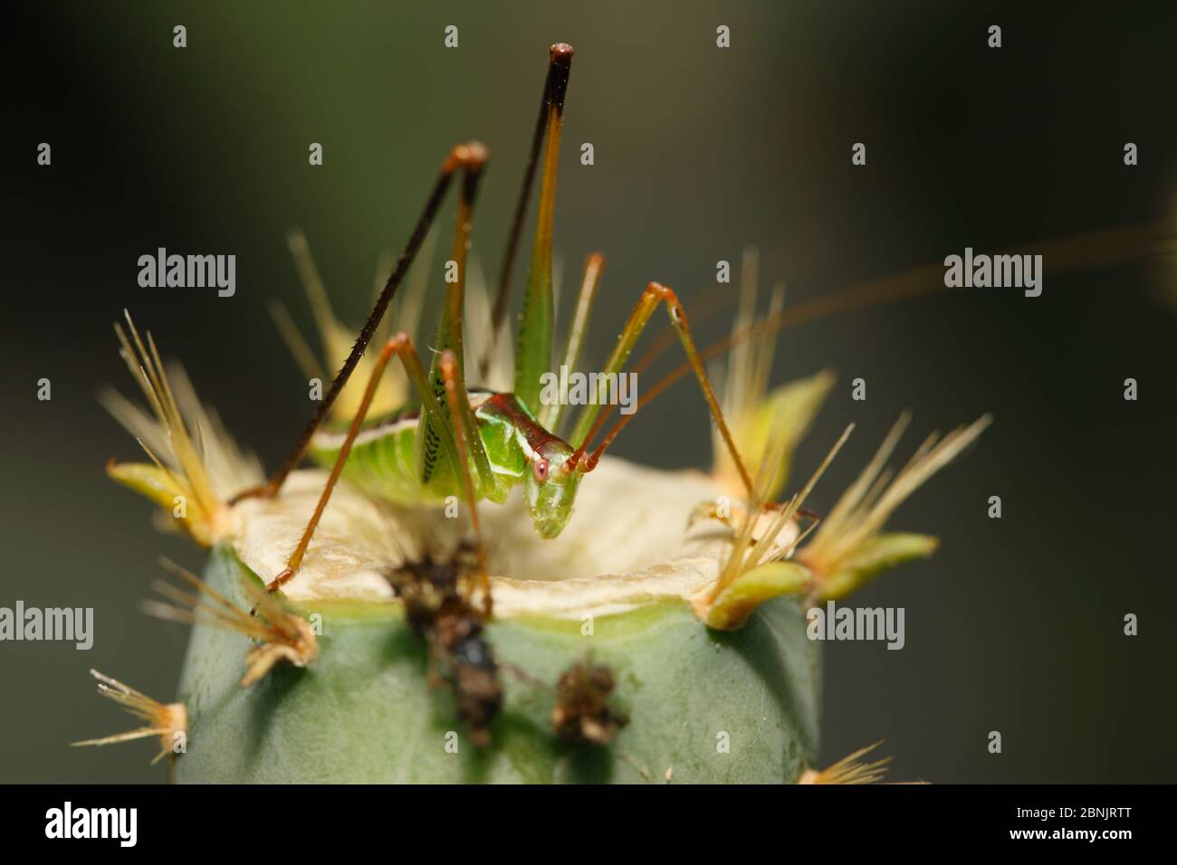 Bush cricket (Tettigoniidae) on a prickly pear cactus Spring South