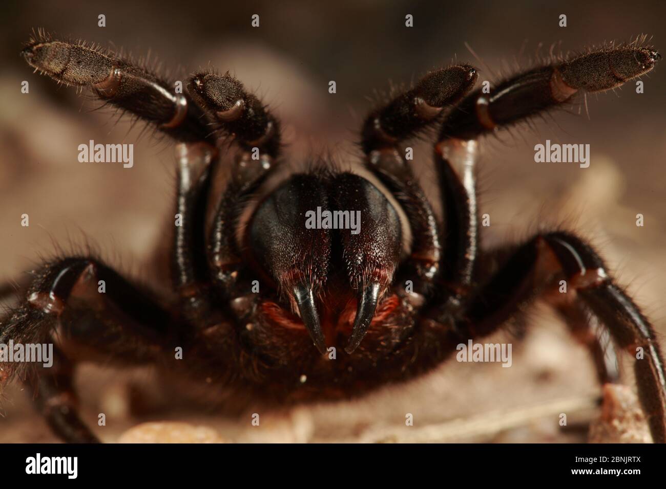 Tarantula (Aphonopelma sp) in aggressive posture, Texas, USA, April. Stock Photo