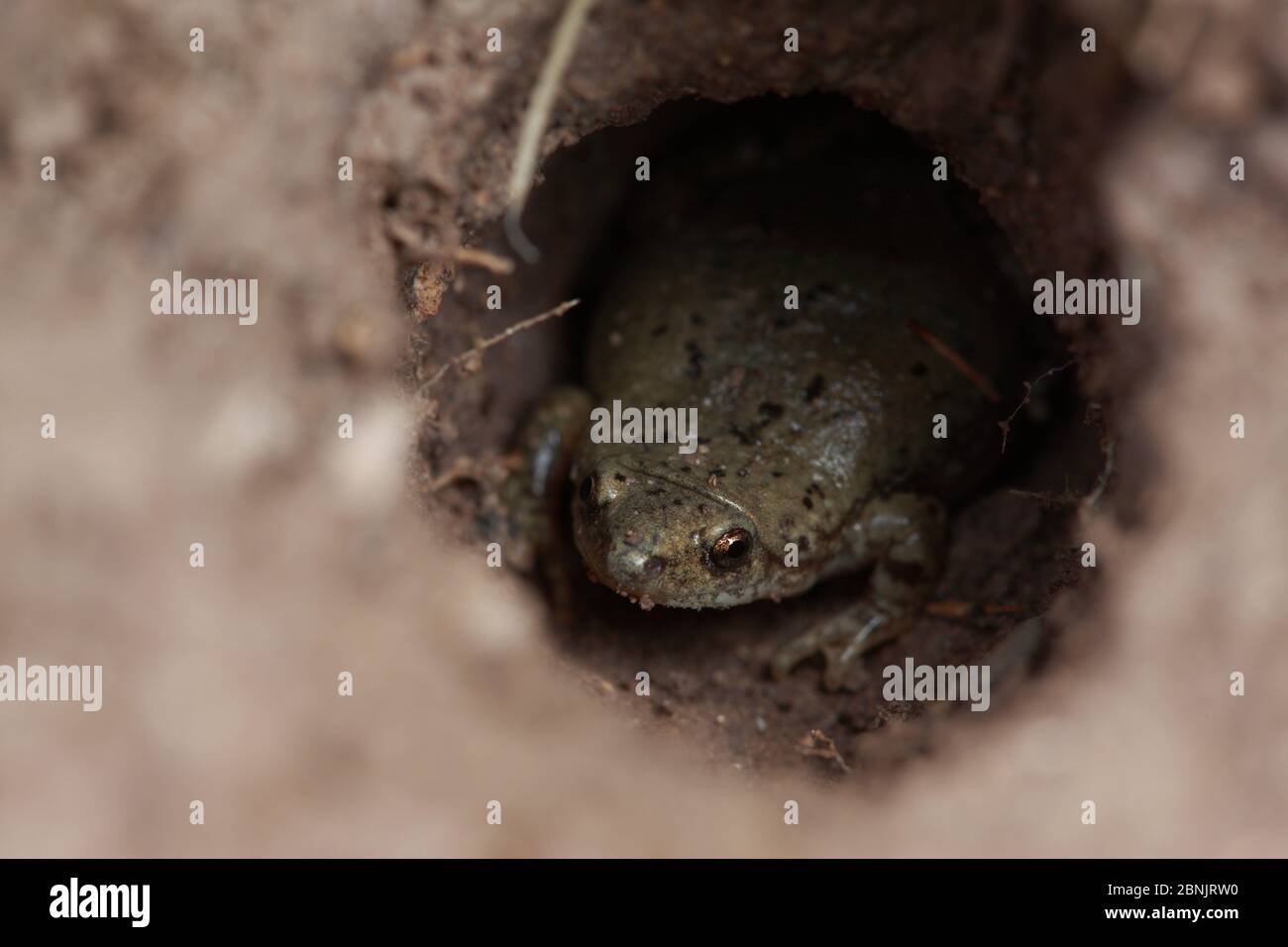 Great plains narrowmouth toad (Gastrophryne olivacea) in a tarantula burrow, South Texas, USA, April. Stock Photo