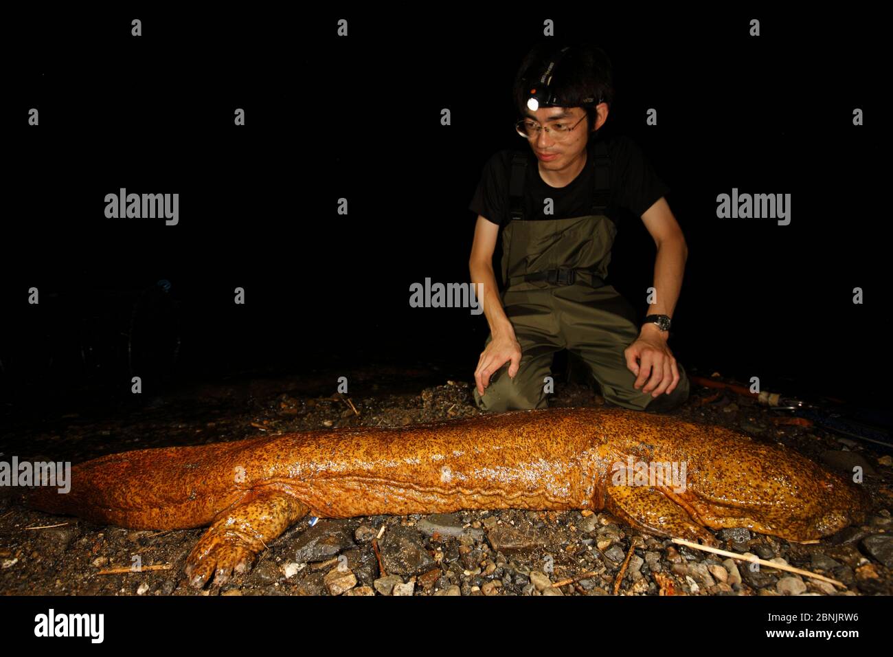 Professor Matsui looking at Japanese giant salamander (Andrias japonicus) at night. This massive specimen measures 1.3m and weighs 11.4kg and is likel Stock Photo