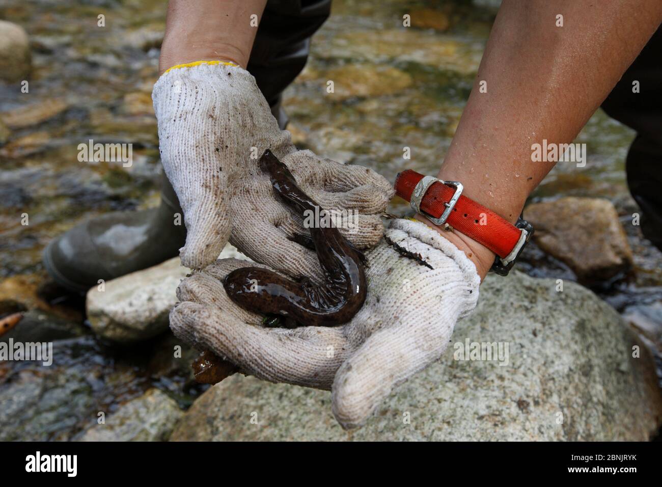 Scientist holding young Japanese giant salamander (Andrias japonicus) Honshu, Japan. August 2010. Stock Photo
