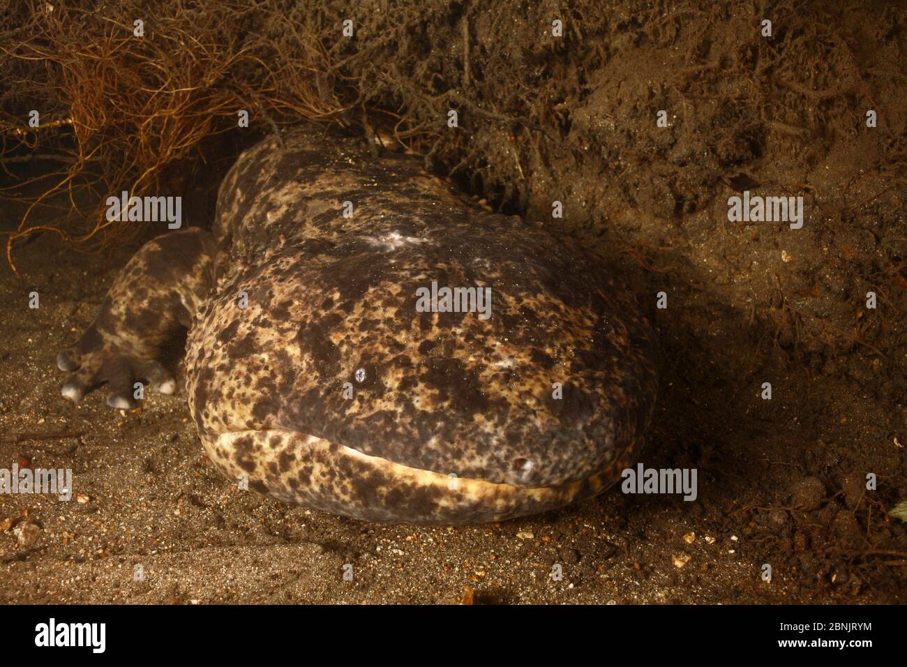 Japanese giant salamander (Andrias japonicus) den master guarding the nest with the eggs, Honshu, Japan. September. Stock Photo