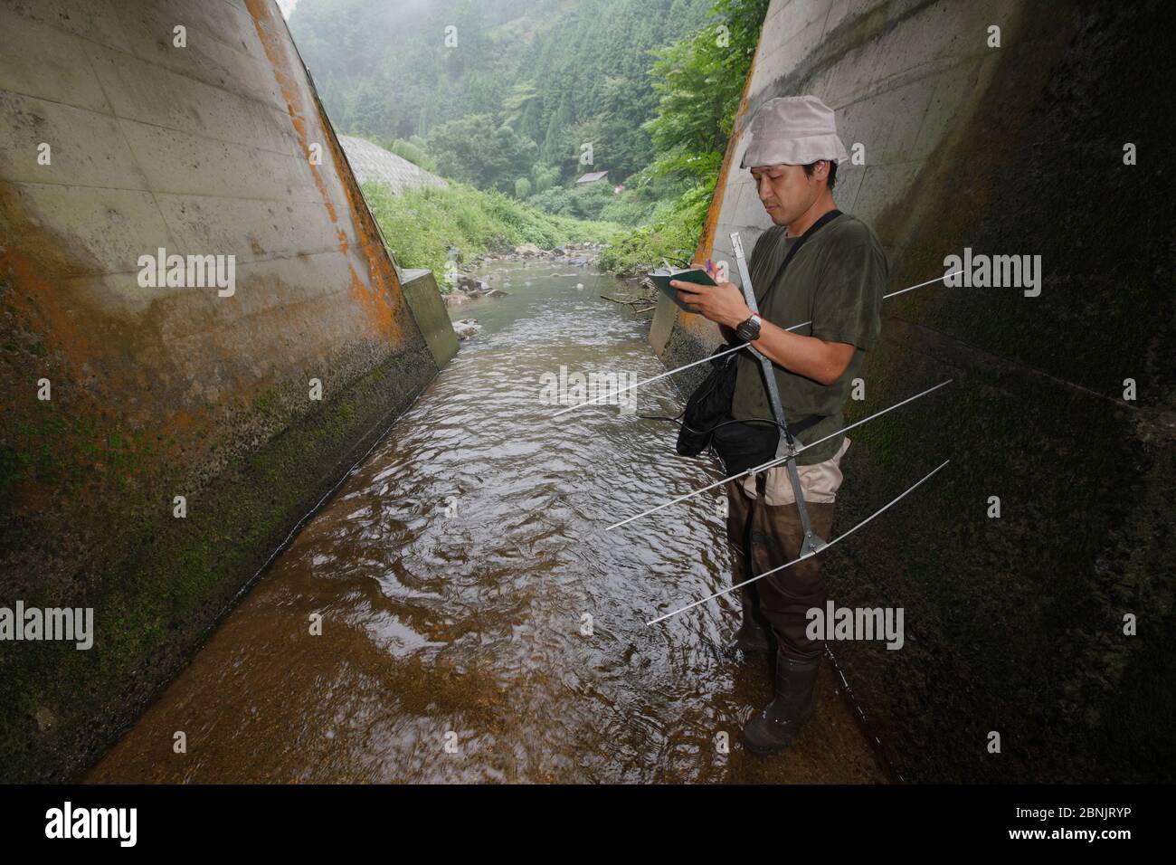 Scientist researching Japanese giant salamander (Andrias japonicus) habitat, and looking at artificial banks which destroy their habitat. Honshu, Japa Stock Photo