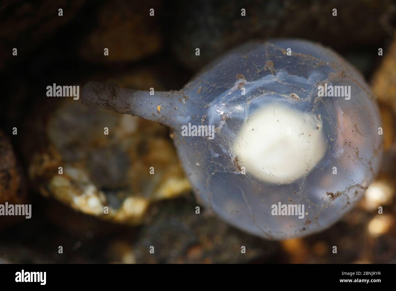 Japanese giant salamander (Andrias japonicus) egg which has accidentally been removed from the nest, Honshu, Japan, August. Stock Photo
