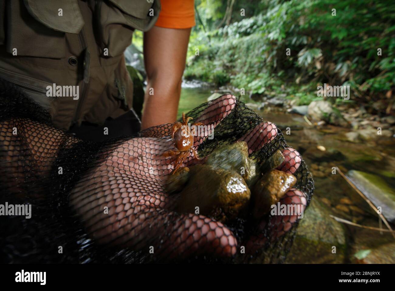 Scientist holding river crab, important prey of Japanese giant salamander (Andrias japonicus) Honshu, Japan. August 2010. Stock Photo
