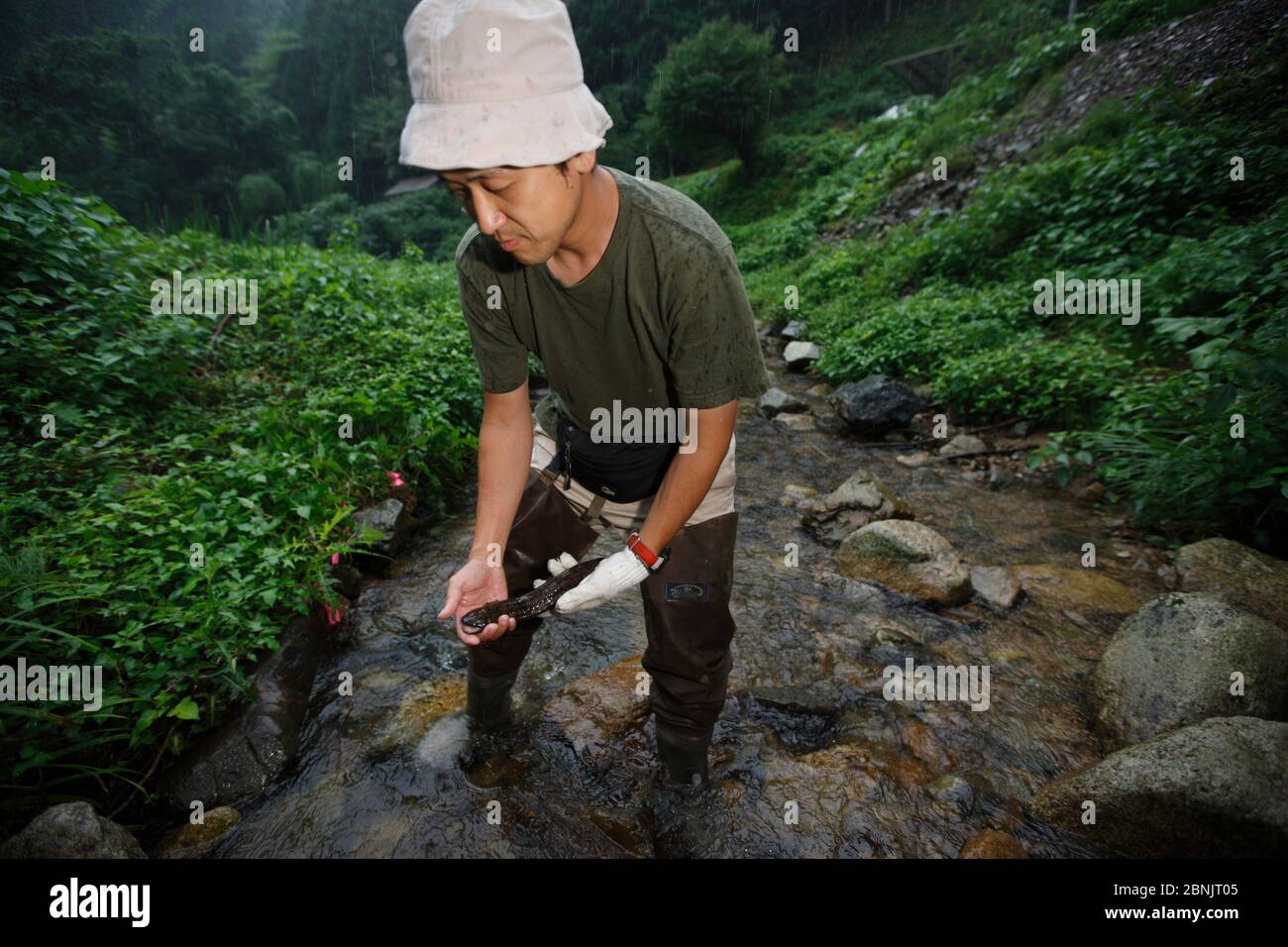 Scientist Sumio Okada holding Japanese giant salamander   (Andrias japonicus) Honshu, Japan, August 2010. Stock Photo