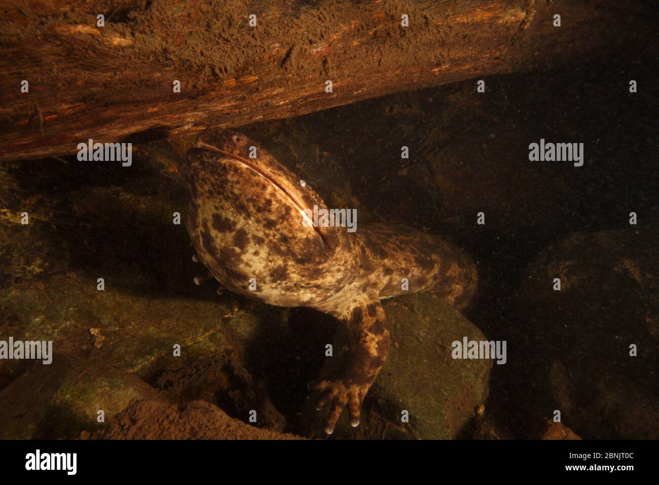 Japanese giant salamander (Andrias japonicus) Honshu, Japan. Stock Photo