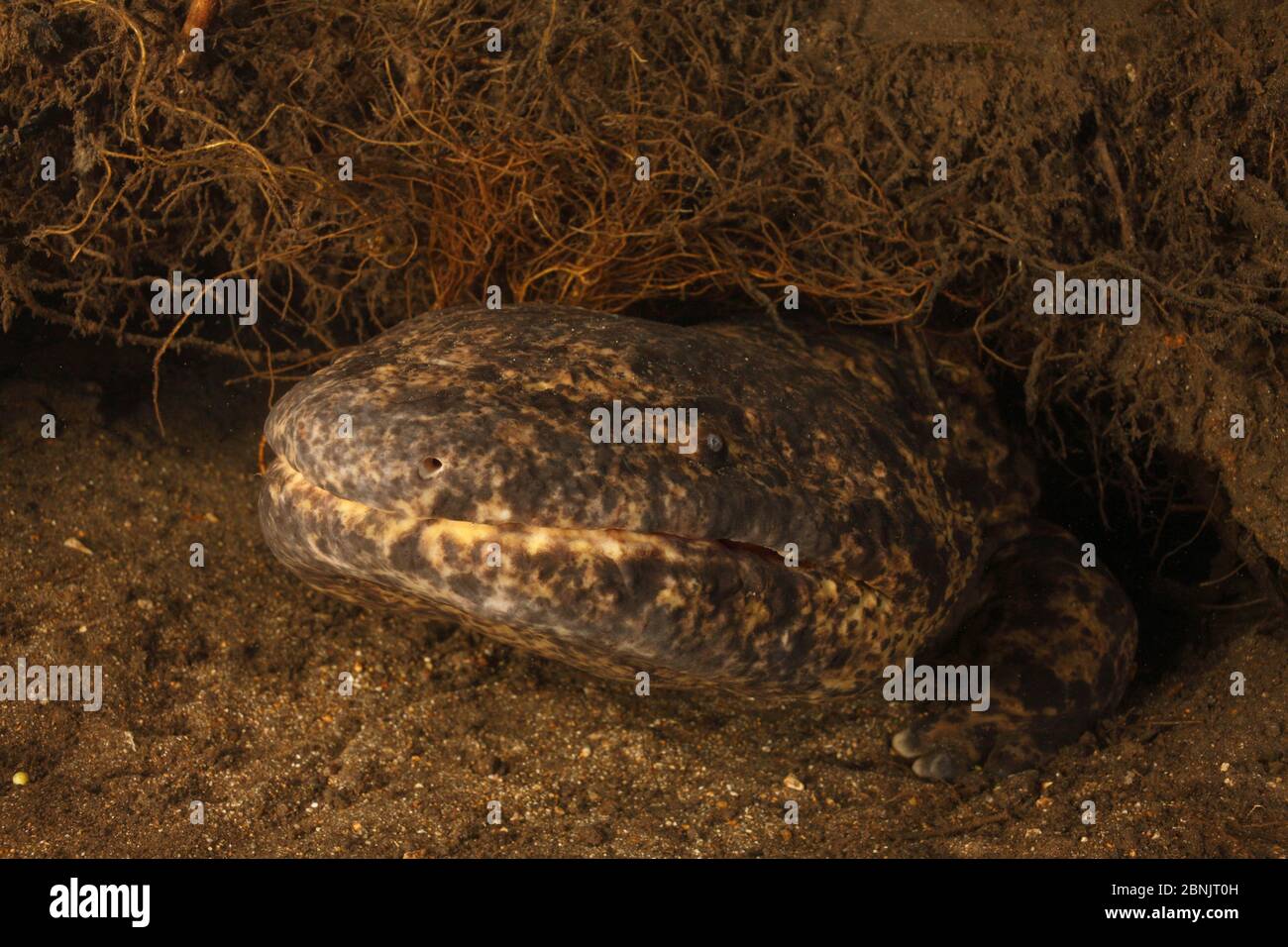 Japanese giant salamander (Andrias japonicus)den master guarding the nest with the eggs. Honshu, Japan, September. Stock Photo