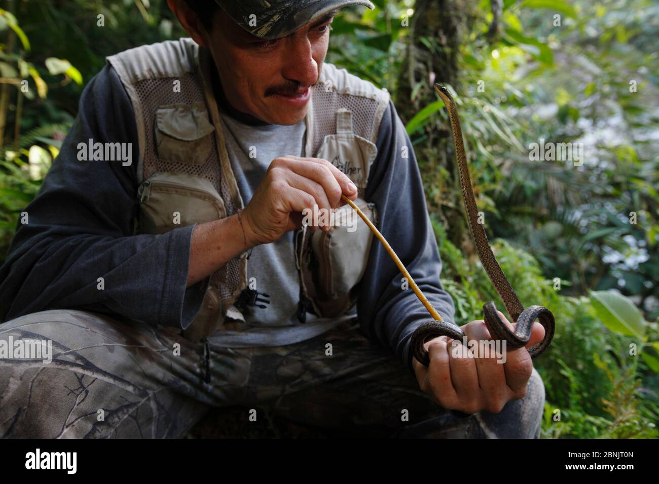 Biologist Franz Kaston with Olive forest racer (Dendrophidion dendrophis) whilst carrying out a survey of biodiversity in Sierra Nevada de Santa Marta Stock Photo