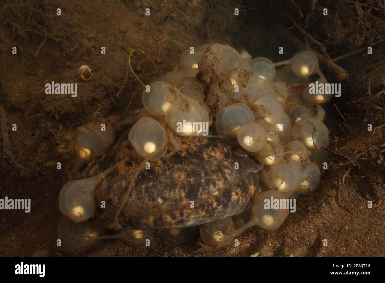 Japanese giant salamander (Andrias japonicus) nest with eggs and adult during spawning, Honshu, Japan, September. Stock Photo