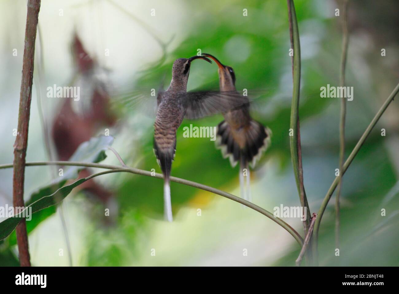 Hummingbird (Phaethornis longuemareus) courtship display, Sierra Nevada de Santa Marta, Colombia. Stock Photo