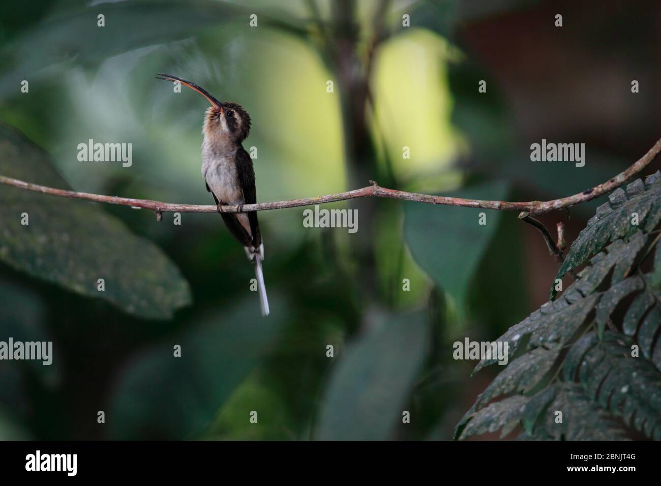 Hummingbird (Phaethornis longuemareus) in courtship display. Sierra Nevada de Santa Marta, Colombia. Stock Photo