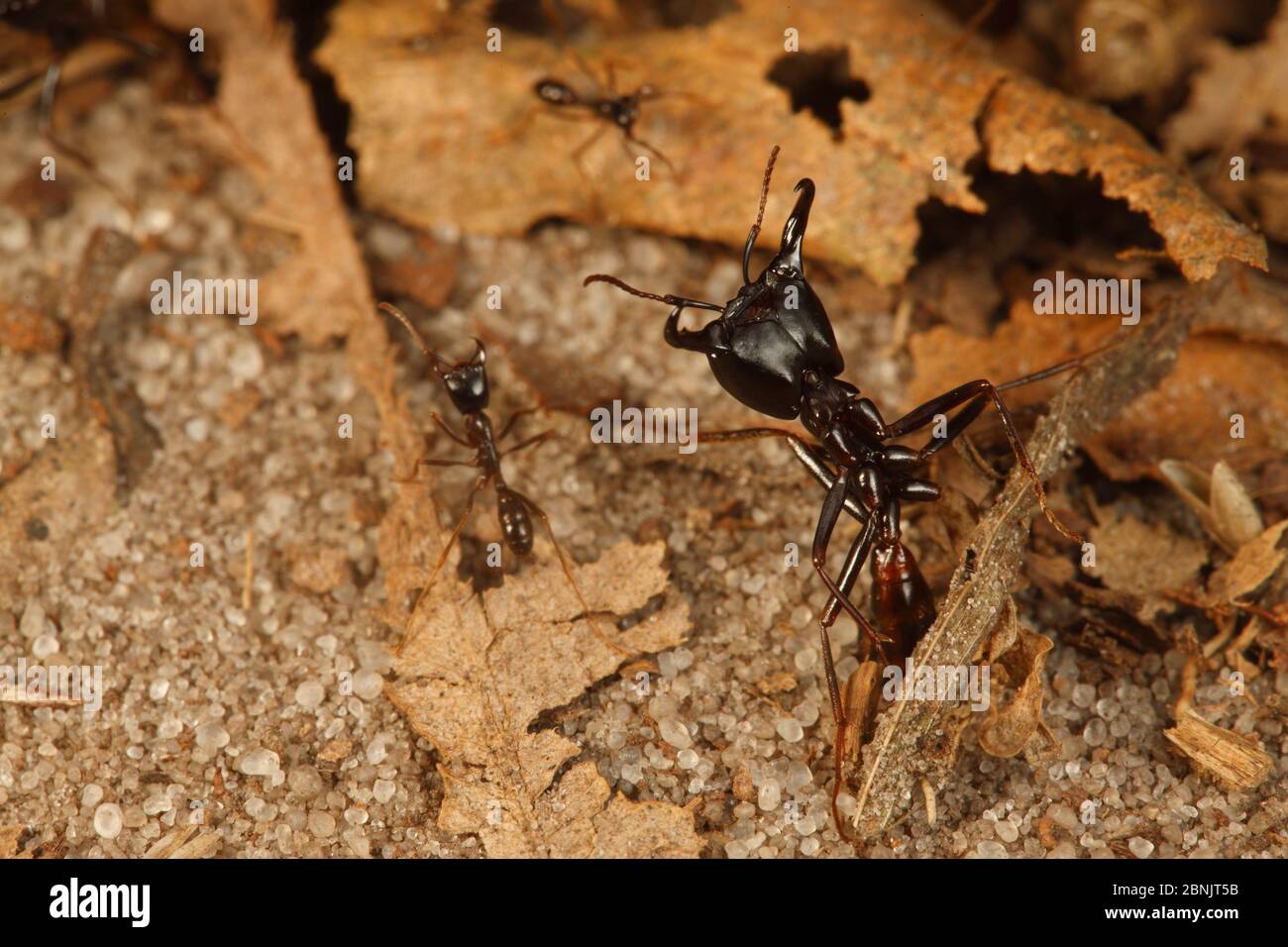 Driver ant (Dorylus sp) Bateke Plateau NP, Gabon. Stock Photo