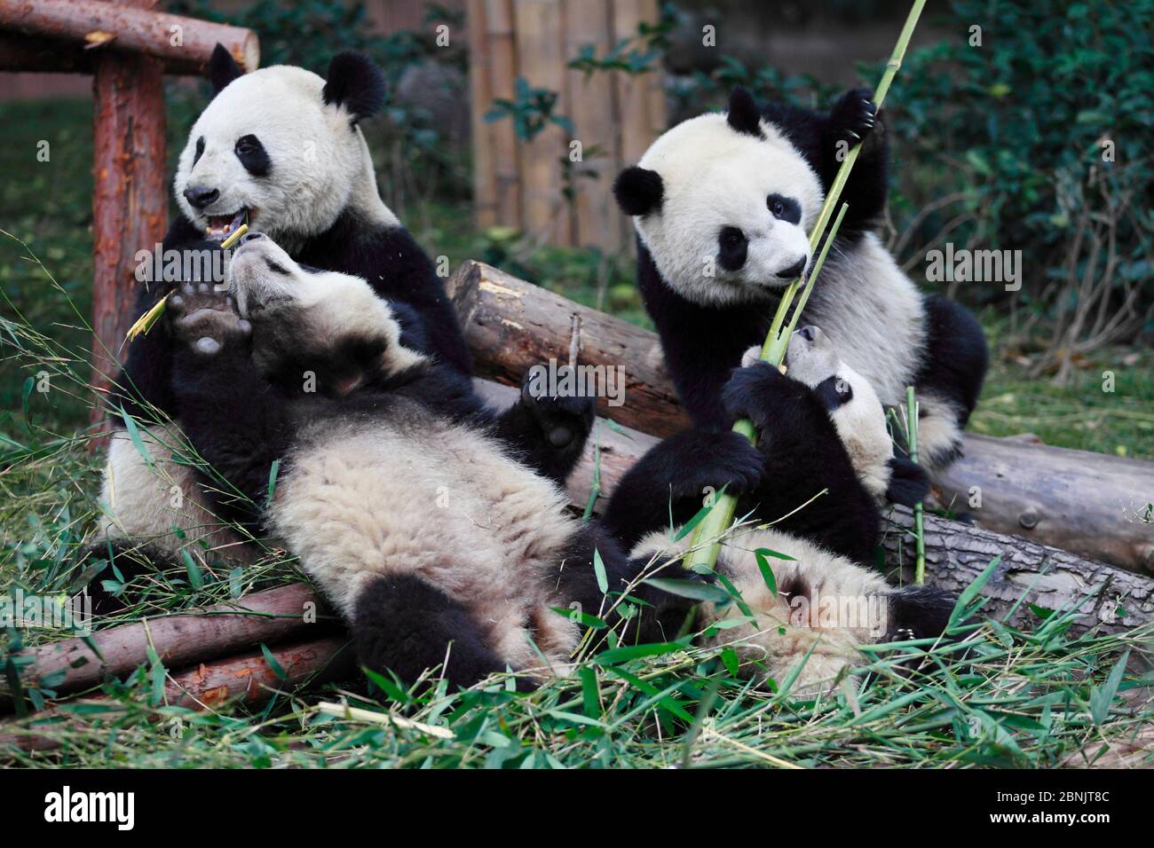 Delphine Delord, zoo owner with Giant panda (Ailuropoda melanoleuca) baby  at Chengu Panda Breeding