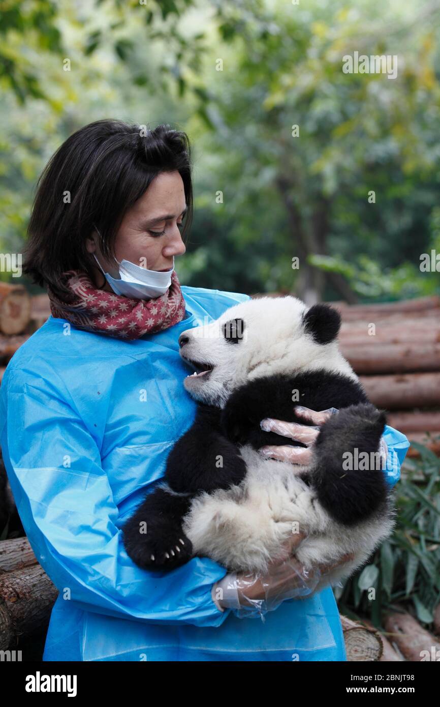 Chengu panda hi-res stock photography and images - Alamy