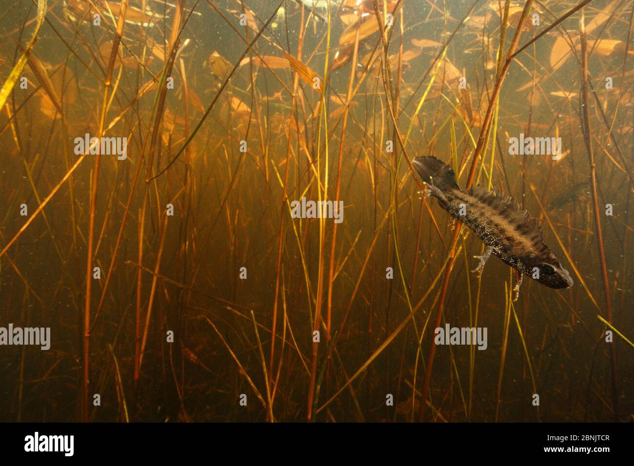 Crested newt (Triturus cristatus carnifex) male in pond, Burgundy. France, April. Stock Photo