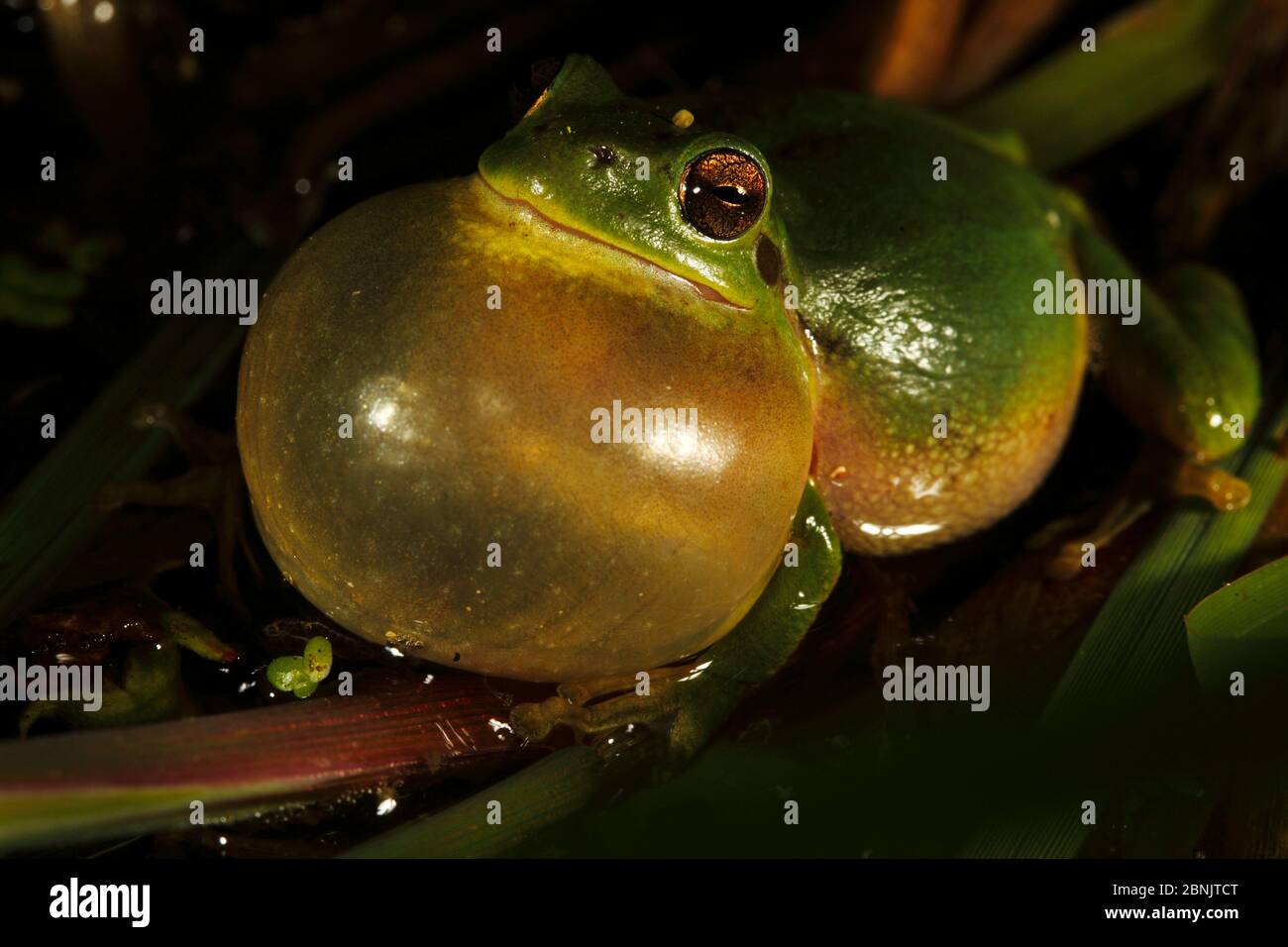 Common tree frog (Hyla arborea) male calling at night with inflated vocal pouch. Burgundy, France, April. Stock Photo