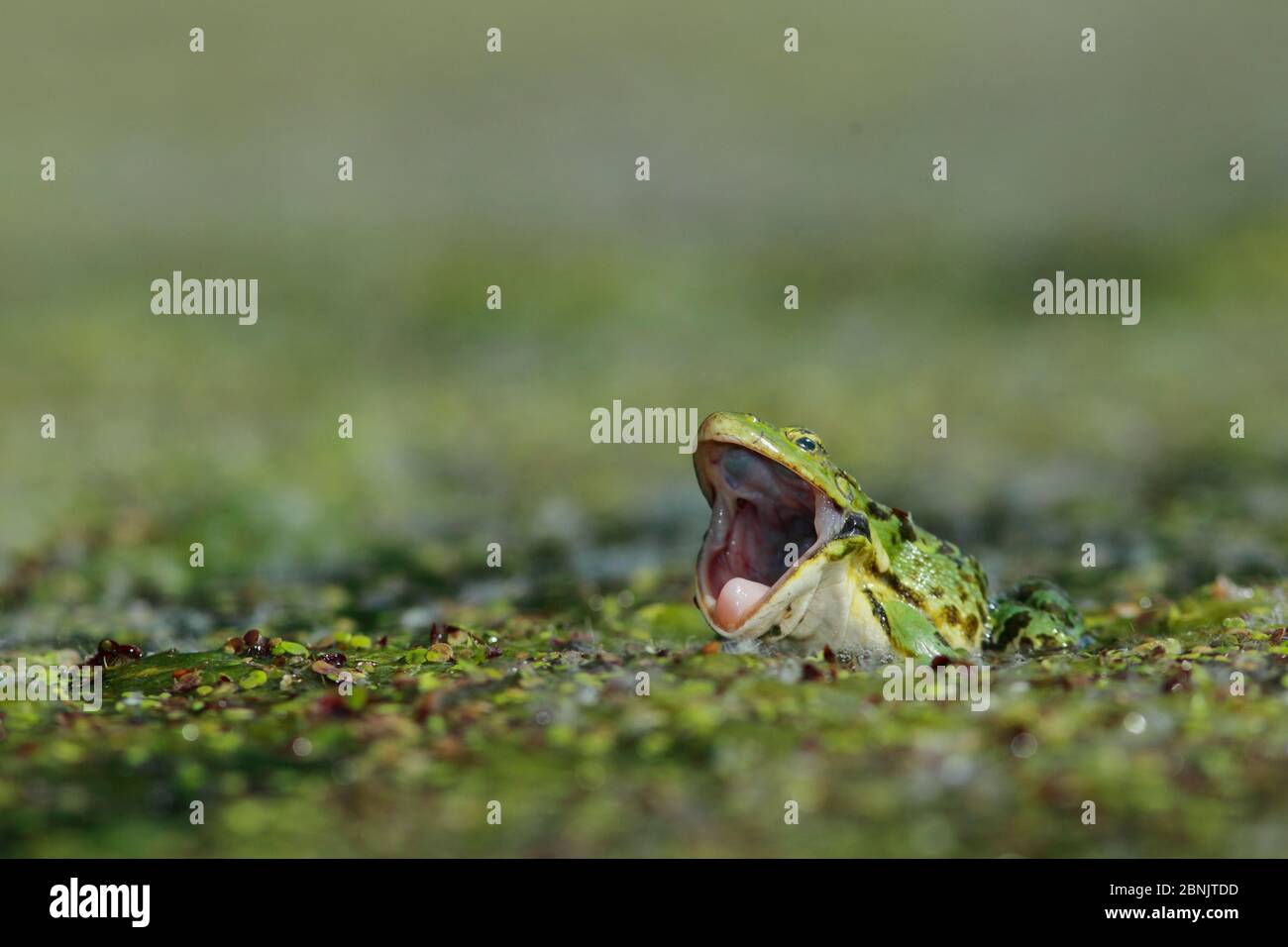 Frog (Pelophylax sp) in pondweed with mouth wide open, Burgundy, France, May. Stock Photo