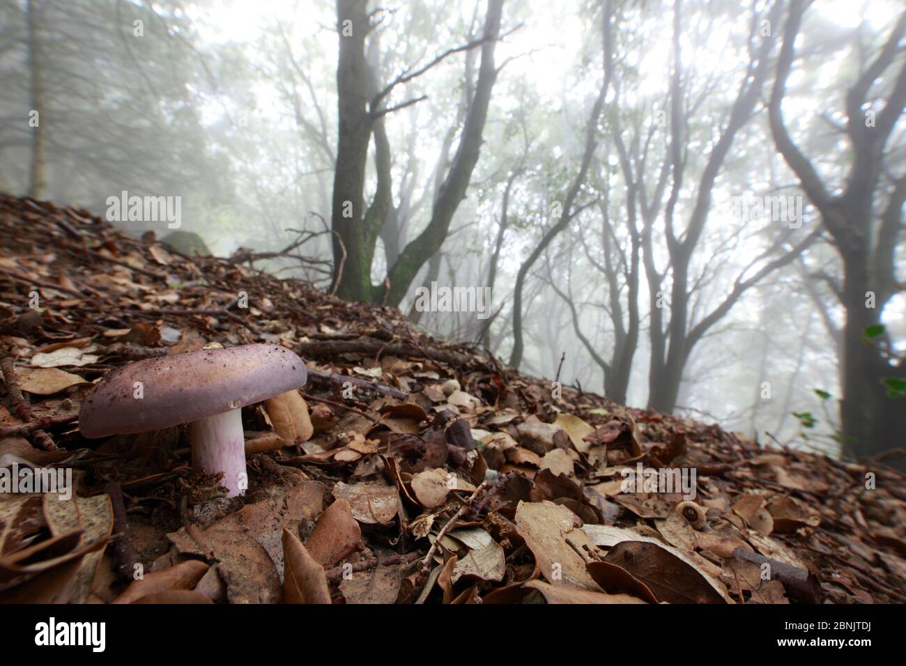 Charcoal burner fungus (Russula cyanoxantha), Alberes Mountains