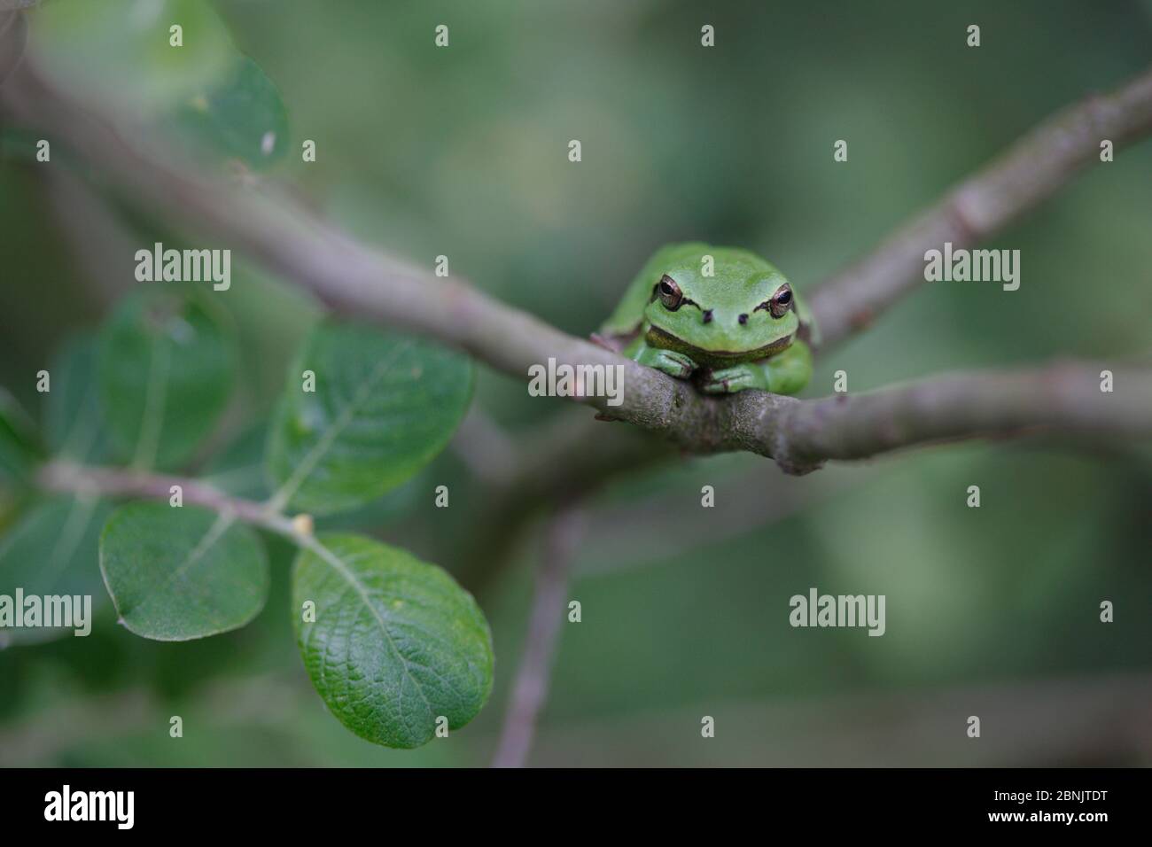 Common tree frog (Hyla arborea) on branch, Burgundy. France, April. Stock Photo