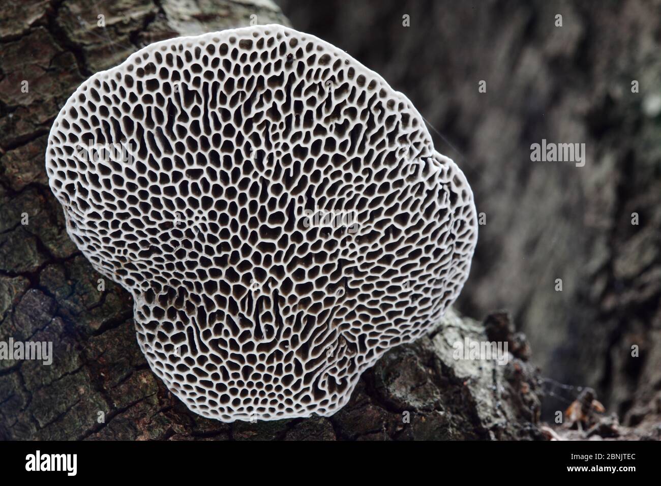 Black and white image of Fungus (Scenidium nitidum), Alberes Mountains, Pyrenees, France, September. Stock Photo