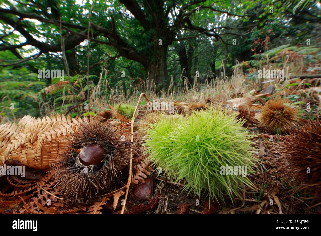 Chesnuts (Castanea vesca) fallen from tree on forest floor, Alberes Mountains, Pyrenees, France, September. Stock Photo