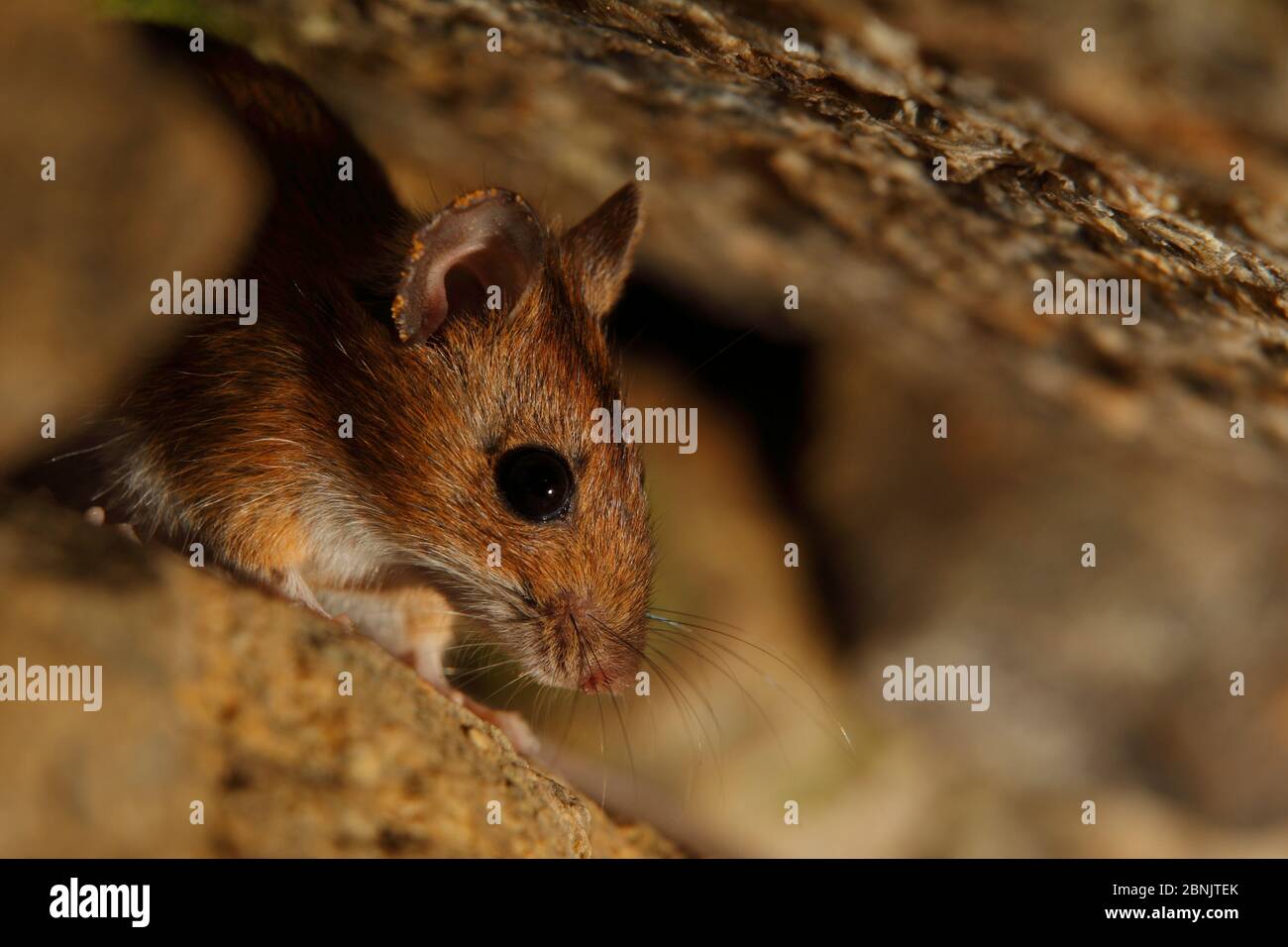 Yellow-necked mouse (Apodemus flavicollis) Alberes Mountains, Pyrenees, France, September. Stock Photo