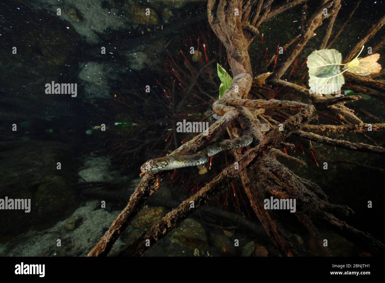 Viperine snake (Natrix maura) underwater, hunting for fish, Massane River, Alberes Mountains, Pyrenees, France, October. Stock Photo