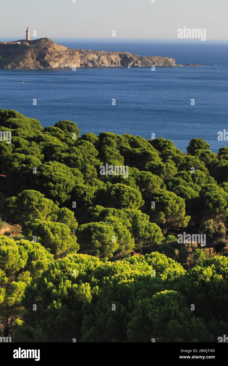 Pinus Pyrenees Italian stone pine (Pinus pinea) and coastal landscape, Alberes ...