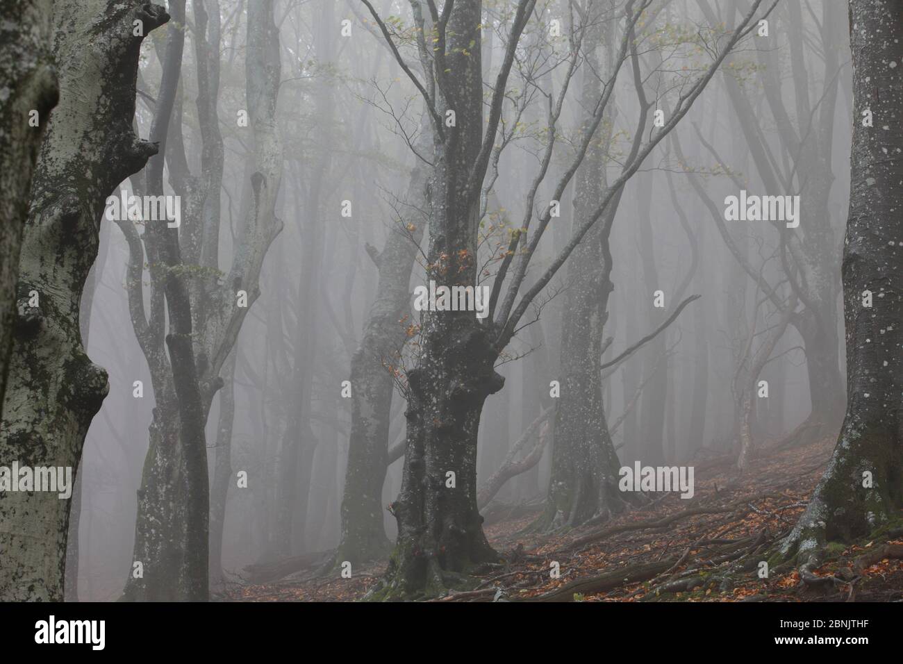 European beech (Fagus sylvatica) trees in autumn mist, Alberes Mountains, Pyrenees, France, October. Stock Photo