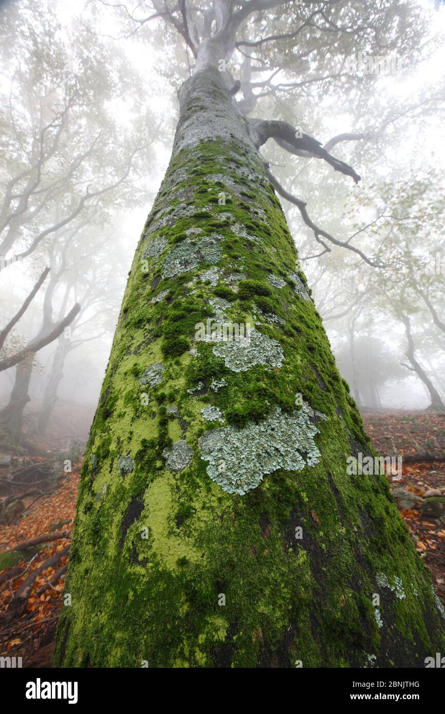 European beech (Fagus sylvatica) trees trunk covered with mosses and lichen, Alberes Mountains, Pyrenees, France, October. Stock Photo