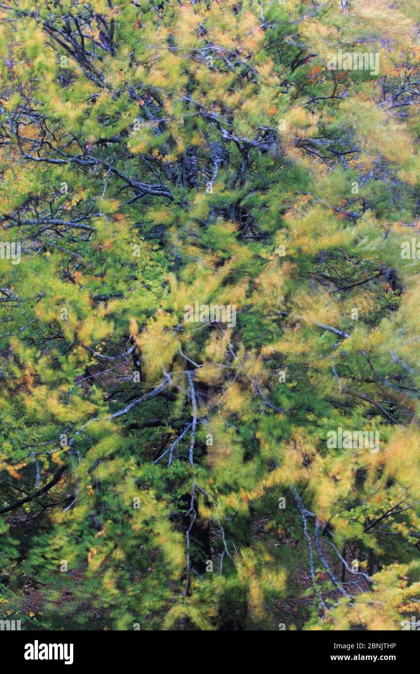 European beech (Fagus sylvatica) trees moving in wind, Tramontane, Alberes Mountains, Pyrenees, France, October. Stock Photo