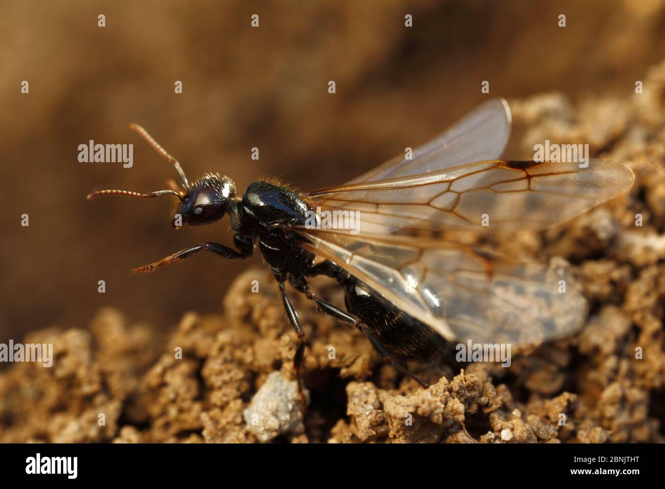 Harvester ant (Messor sp) winged queen, Alberes Mountains, Pyrenees, France, October. Stock Photo