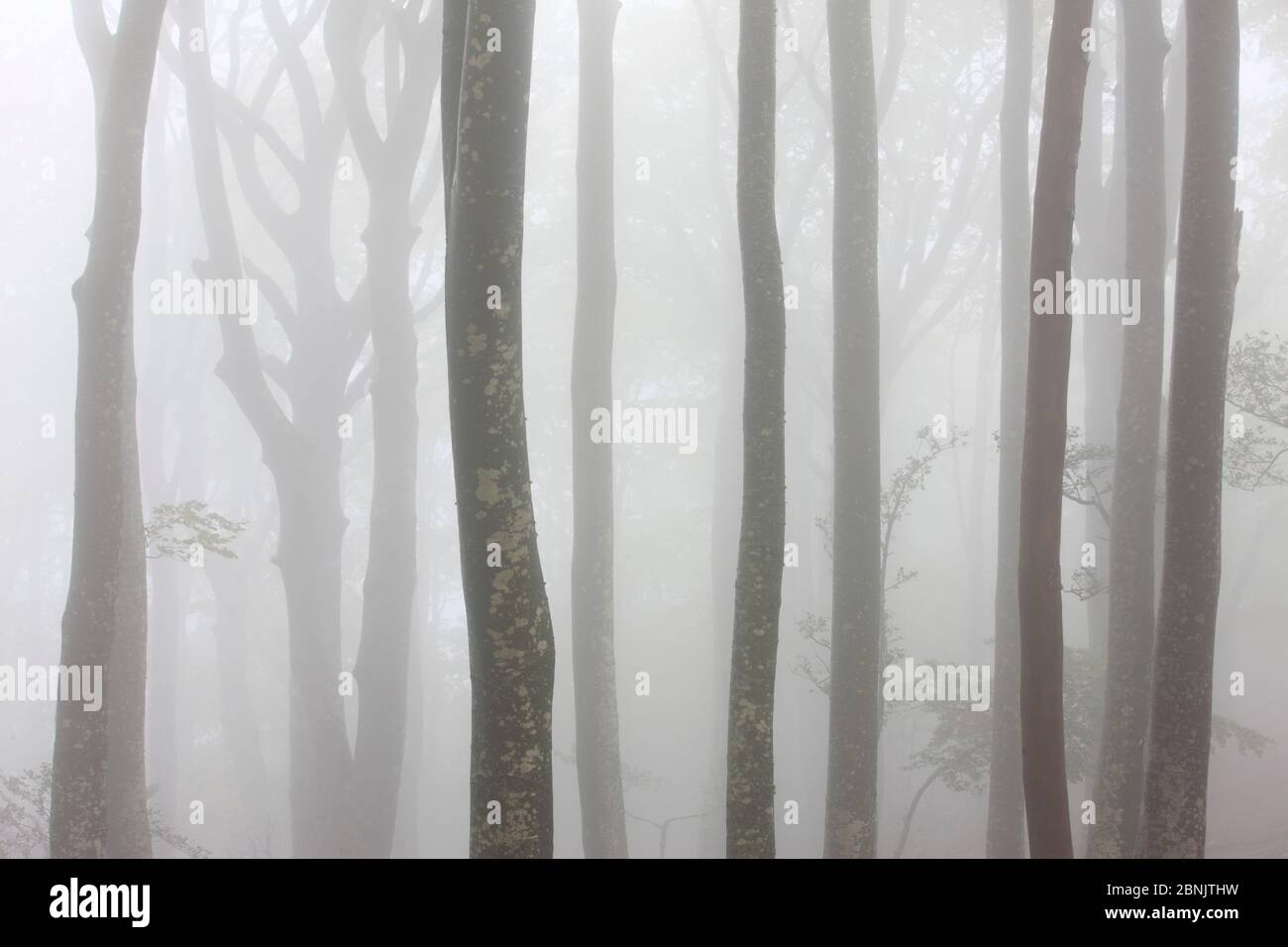European beech (Fagus sylvatica) trees in mist in autumn, Alberes Mountains, Pyrenees, France, October. Stock Photo