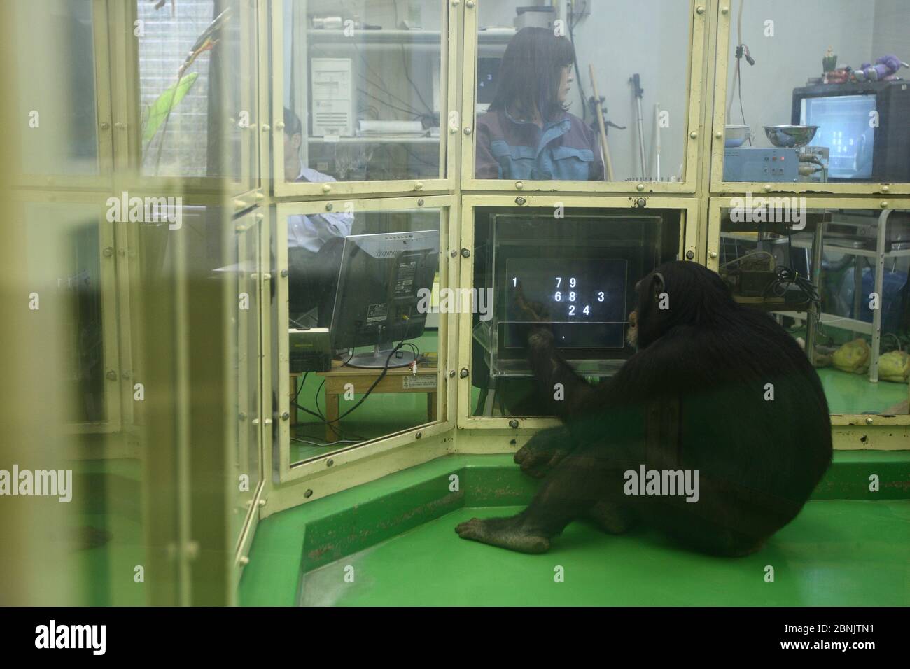 Chimpanzee (Pan troglodytes) intelligence experiment with chimps memorising sequences of numbers.Tokyo University, Japan Stock Photo