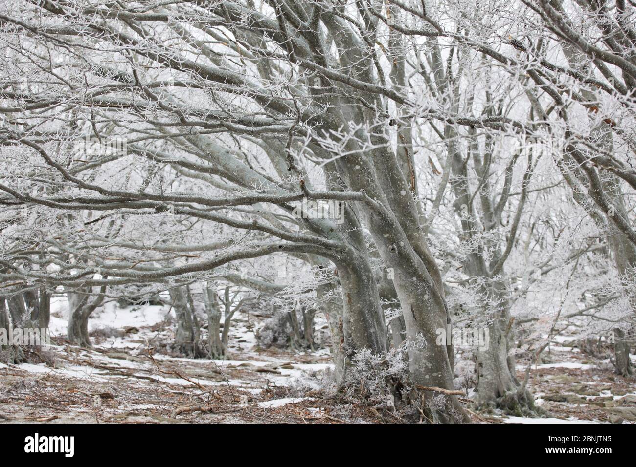 European Beech (Fagus sylvatica) trees in frost, with wind swept branches, Alberes, Pyrenees, France. February. Stock Photo