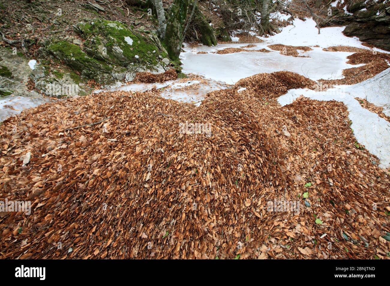 European beech (Fagus sylvatica) leaves in the Massane River, Alberes Mountains, Pyrenees, France, February. Stock Photo