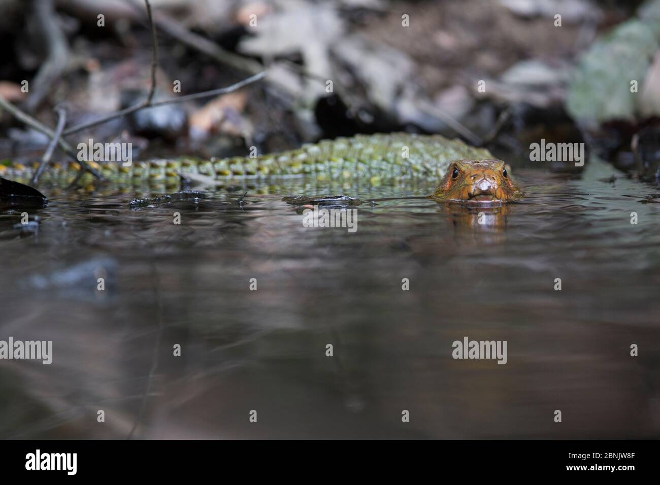 Caiman lizard (Dracaena paraguayensis) swimming, Pacaya Samiria NP, Amazon, Peru Stock Photo