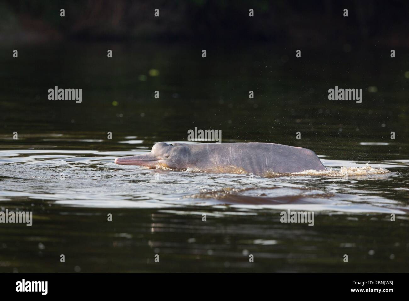 Pink river dolphin (Inia geoffrensis) surfacing in Samiria river, Pacaya Samiria NP, Amazon, Peru Stock Photo