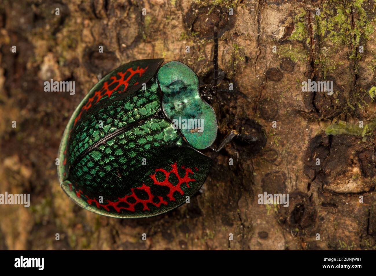 Beetle (Chrysomelidea) Pacaya Samiria National Park, Amazon, Peru Stock Photo