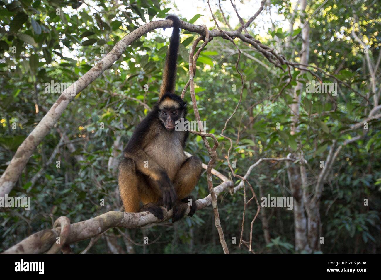 White-bellied spider monkey (Ateles belzebuth) holding branch with