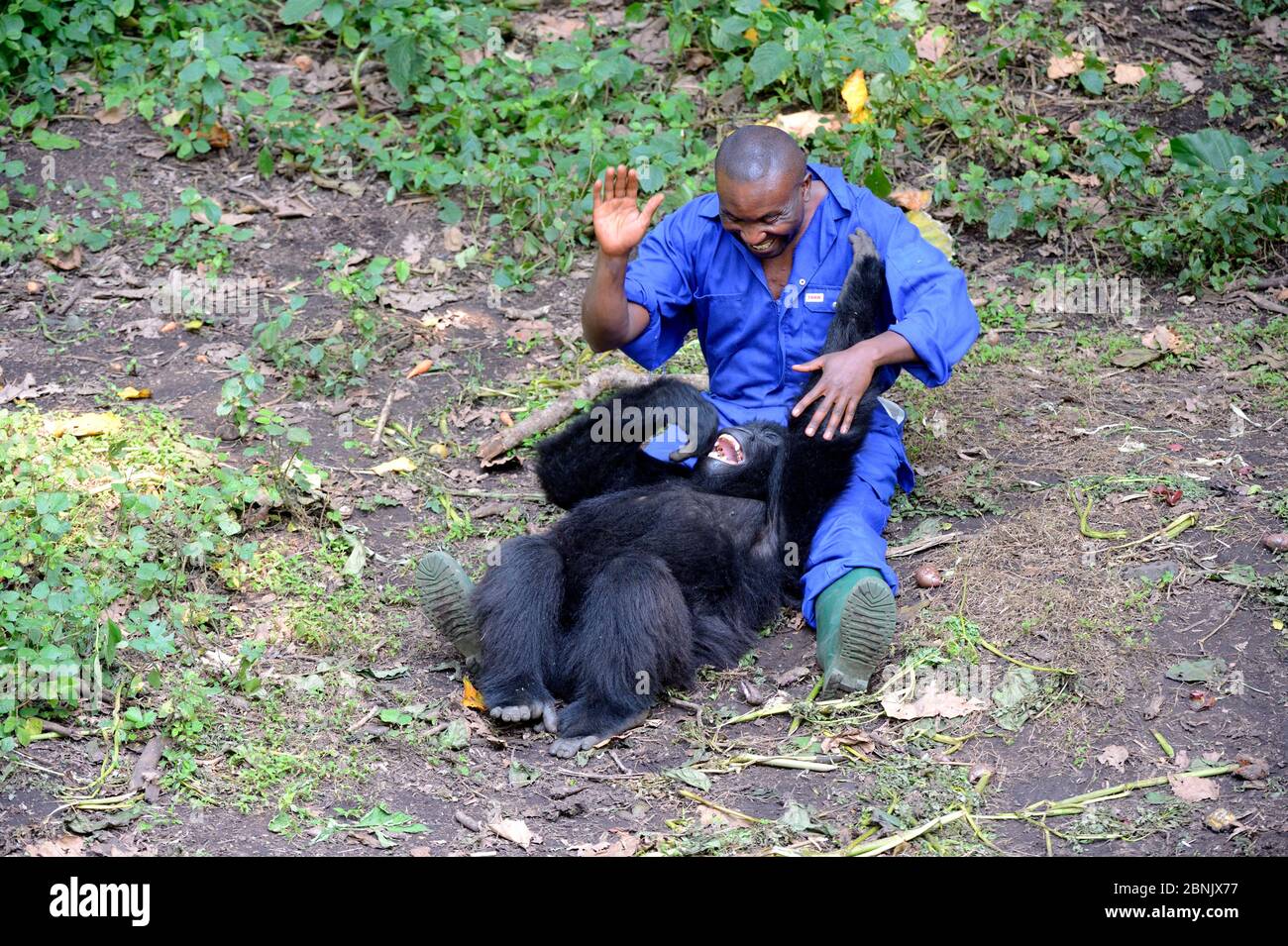 André Bauma, keeper playing with juvenile orphan Mountain gorilla. A young female likes being to tickle and it makes her laugh. (Gorilla beringei beri Stock Photo