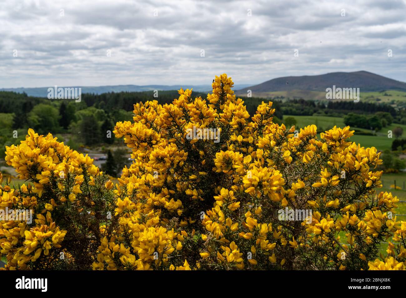 Bright yellow flowers on gorse bushes on a hillside on the English/Welsh border. Stock Photo