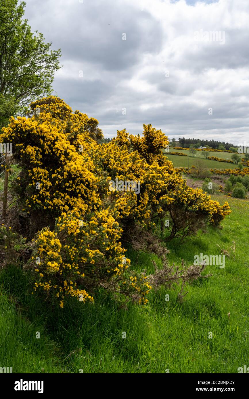 Bright yellow flowers on gorse bushes on a hillside on the English/Welsh border. Stock Photo