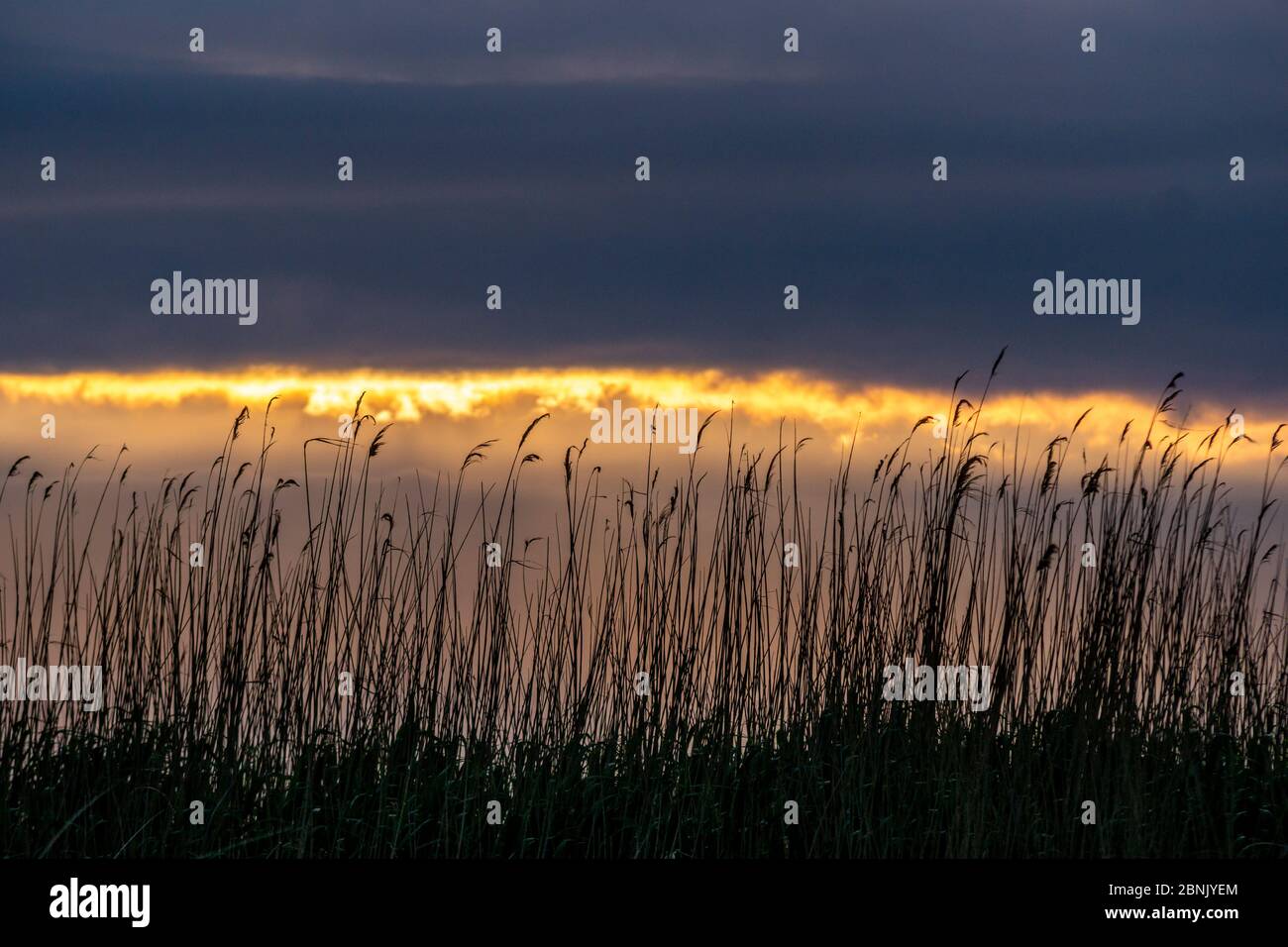 Reeds, Danube delta, Romania Stock Photo