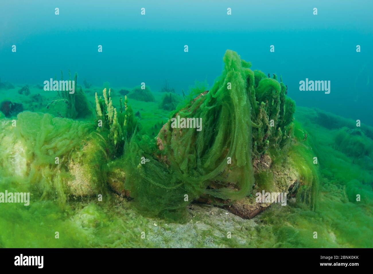 Thallus of filamentous algae (Spirogyra and Ulothrix) , Lake Baikal, Siberia, Russia. Stock Photo