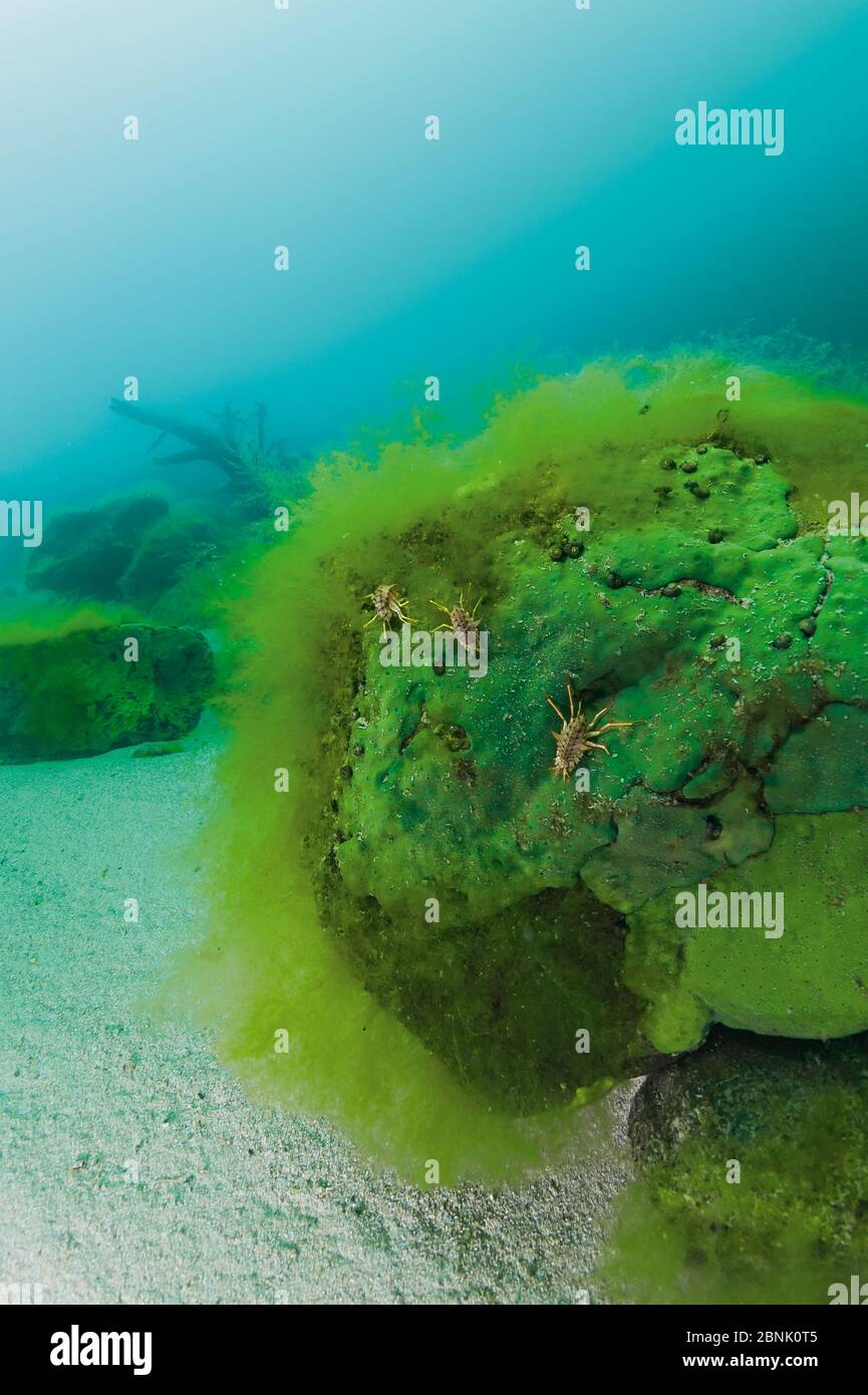 Freshwater amphipod (Acanthogammarus lappaceus) on Sponge (Baikalospongia) and filamentous algae , Lake Baikal, Siberia, Russia. Stock Photo